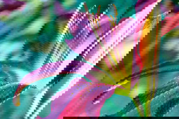 LilyViolettee