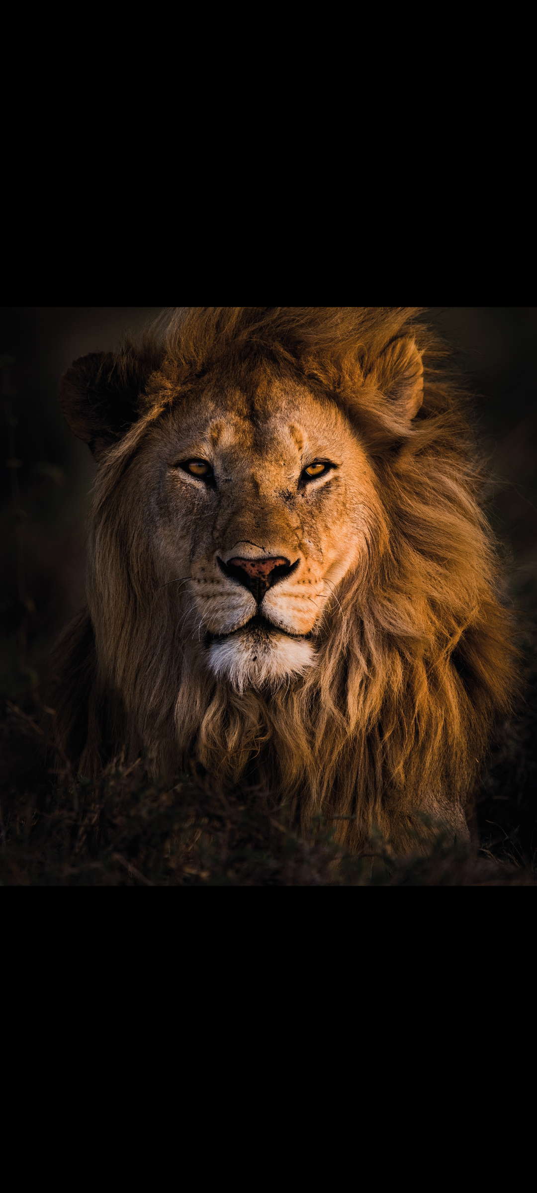 lion1623